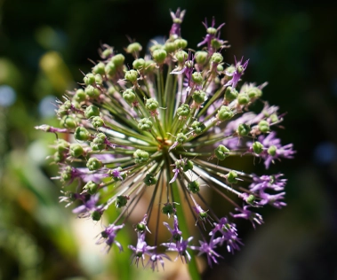 Spherical purple allium flower head with tiny star-shaped blooms just beginning to open