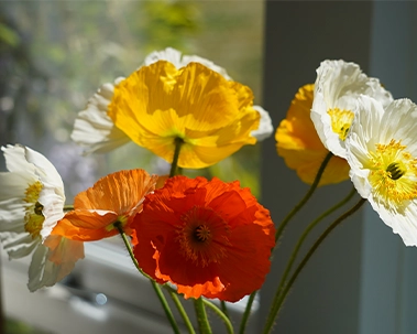 Close-up of bright poppies in red, white, and yellow by the window